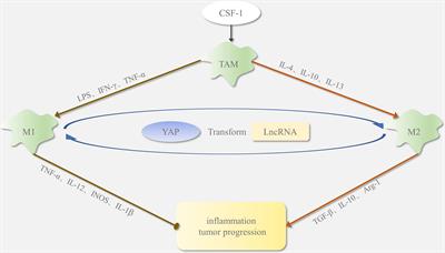 Crosstalk Among YAP, LncRNA, and Tumor-Associated Macrophages in Tumorigenesis Development